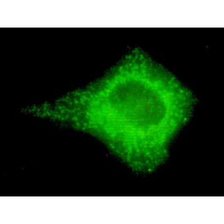 Anti-Cox-4(C-terminus) Antibody from Bioworld Technology (MB0102) - Antibodies.com
