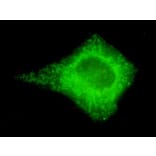 Anti-Cox-4(C-terminus) Antibody from Bioworld Technology (MB0102) - Antibodies.com