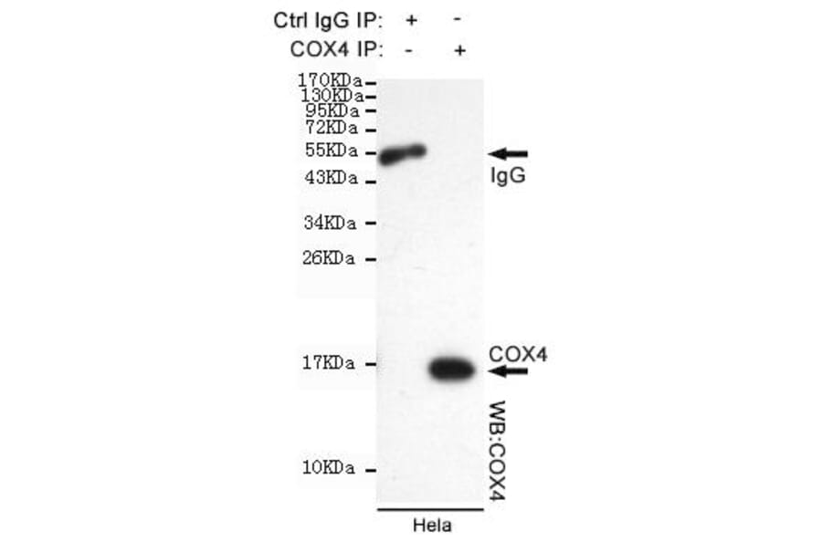 Anti-Cox-4(C-terminus) Antibody from Bioworld Technology (MB0102) - Antibodies.com