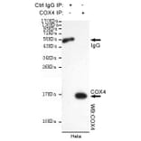 Anti-Cox-4(C-terminus) Antibody from Bioworld Technology (MB0102) - Antibodies.com