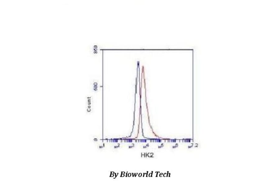 Anti-Hexokinase-2 ( N-term) Antibody from Bioworld Technology (MB0103) - Antibodies.com