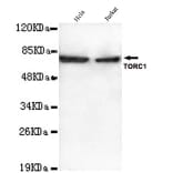 Anti-TORC1 (N-terminus) Antibody from Bioworld Technology (MB0104) - Antibodies.com