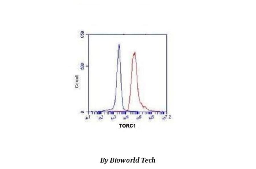 Anti-TORC1 (N-terminus) Antibody from Bioworld Technology (MB0104) - Antibodies.com