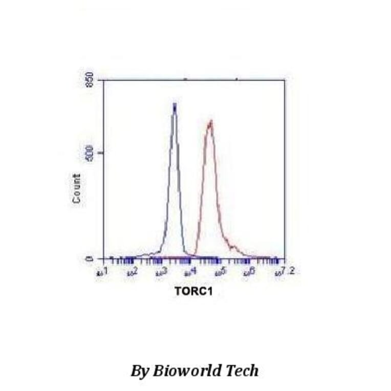 Anti-TORC1 (N-terminus) Antibody from Bioworld Technology (MB0104) - Antibodies.com