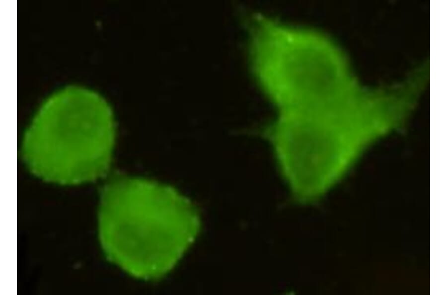 Anti-TORC1 (N-terminus) Antibody from Bioworld Technology (MB0104) - Antibodies.com