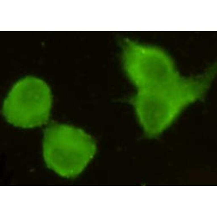 Anti-TORC1 (N-terminus) Antibody from Bioworld Technology (MB0104) - Antibodies.com