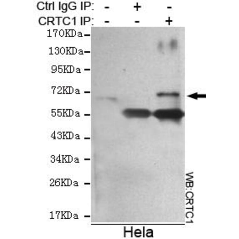 Anti-TORC1 (N-terminus) Antibody from Bioworld Technology (MB0104) - Antibodies.com