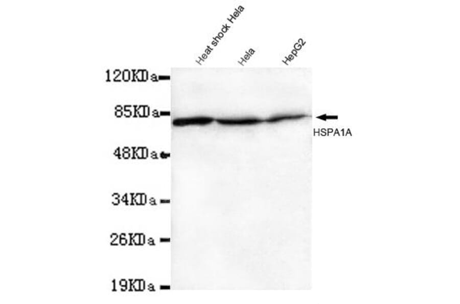 Anti-HSP70 (N-terminus) Antibody from Bioworld Technology (MB0105) - Antibodies.com