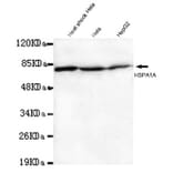 Anti-HSP70 (N-terminus) Antibody from Bioworld Technology (MB0105) - Antibodies.com