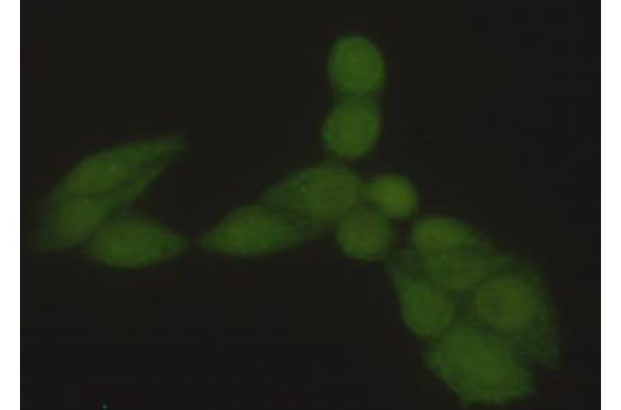 Anti-HSP70 (N-terminus) Antibody from Bioworld Technology (MB0105) - Antibodies.com
