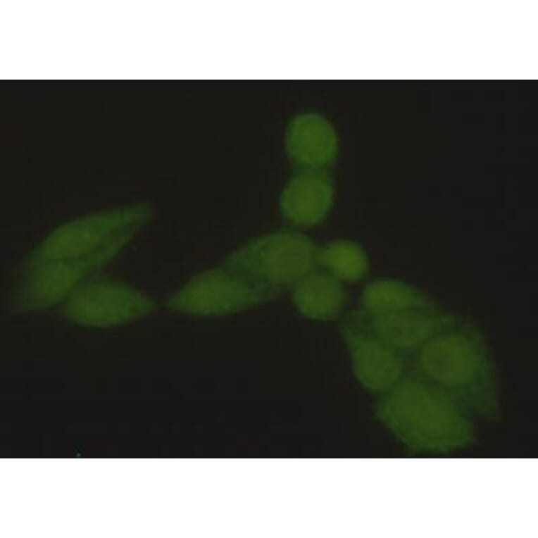Anti-HSP70 (N-terminus) Antibody from Bioworld Technology (MB0105) - Antibodies.com