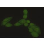 Anti-HSP70 (N-terminus) Antibody from Bioworld Technology (MB0105) - Antibodies.com