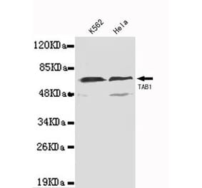 Anti-TAB1(N-terminus) Antibody from Bioworld Technology (MB0107) - Antibodies.com