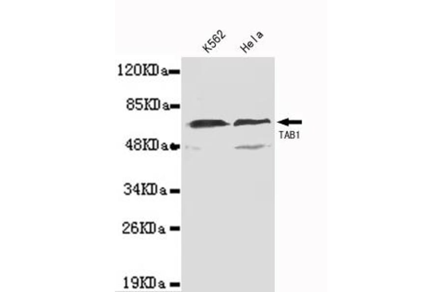Anti-TAB1(N-terminus) Antibody from Bioworld Technology (MB0107) - Antibodies.com