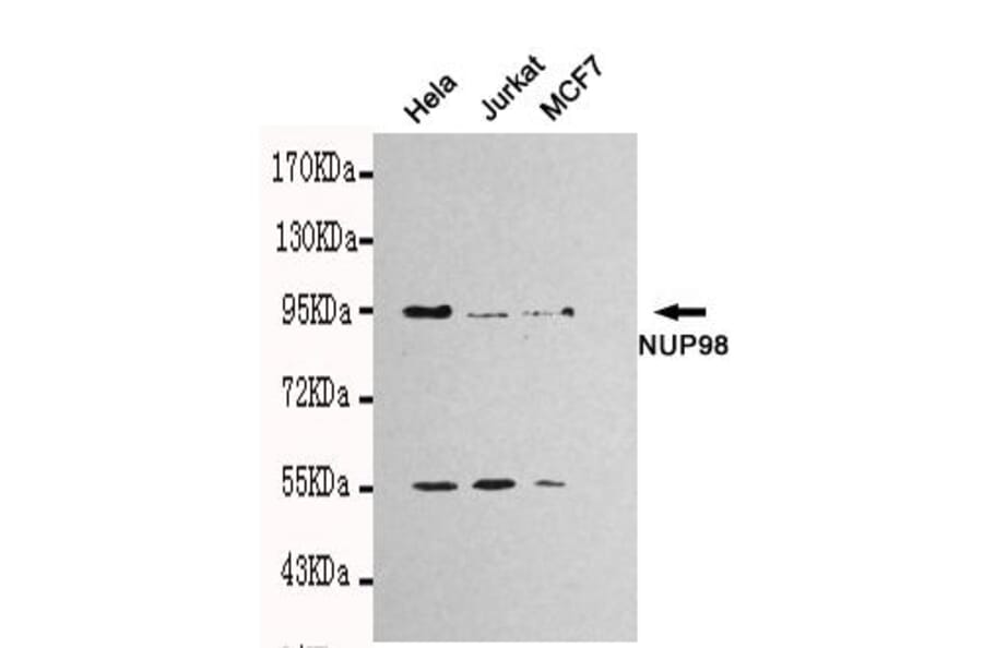 Anti-NUP98 Antibody from Bioworld Technology (MB0111) - Antibodies.com