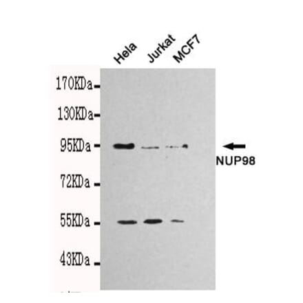 Anti-NUP98 Antibody from Bioworld Technology (MB0111) - Antibodies.com