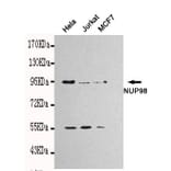 Anti-NUP98 Antibody from Bioworld Technology (MB0111) - Antibodies.com