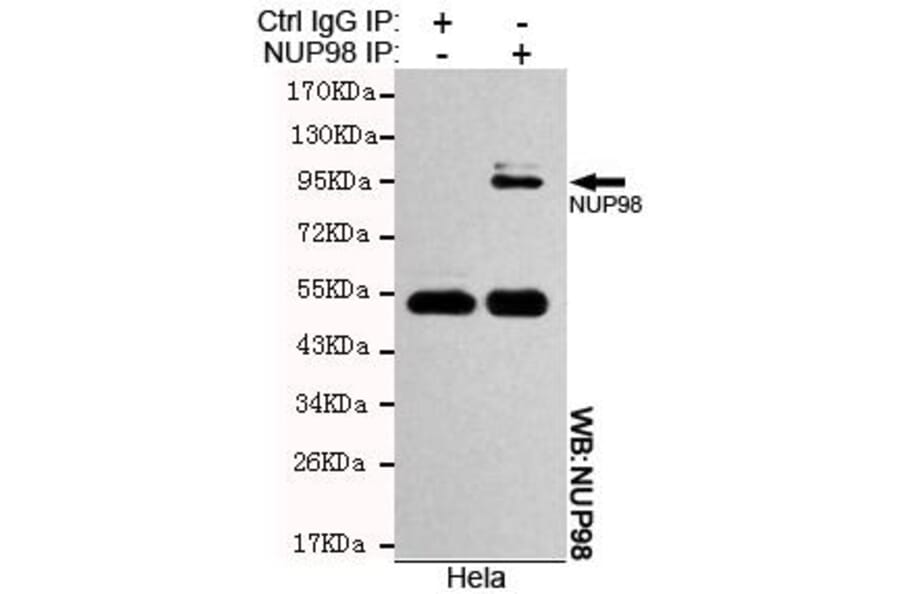 Anti-NUP98 Antibody from Bioworld Technology (MB0111) - Antibodies.com