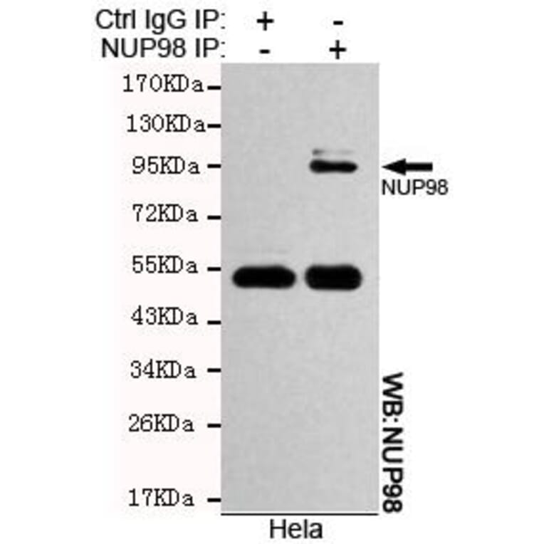 Anti-NUP98 Antibody from Bioworld Technology (MB0111) - Antibodies.com