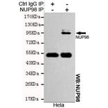 Anti-NUP98 Antibody from Bioworld Technology (MB0111) - Antibodies.com