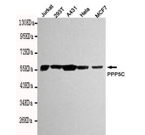 Anti-PPP5C Antibody from Bioworld Technology (MB0112) - Antibodies.com