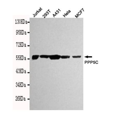 Anti-PPP5C Antibody from Bioworld Technology (MB0112) - Antibodies.com