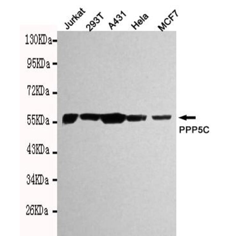Anti-PPP5C Antibody from Bioworld Technology (MB0112) - Antibodies.com