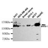 Anti-SAFB-1 Antibody from Bioworld Technology (MB0113) - Antibodies.com