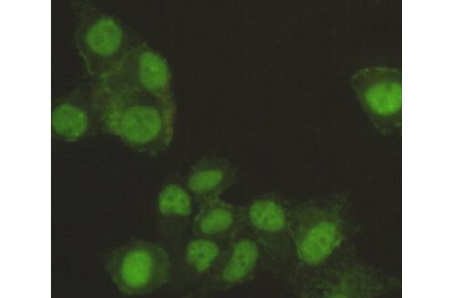Anti-SAFB-1 Antibody from Bioworld Technology (MB0113) - Antibodies.com