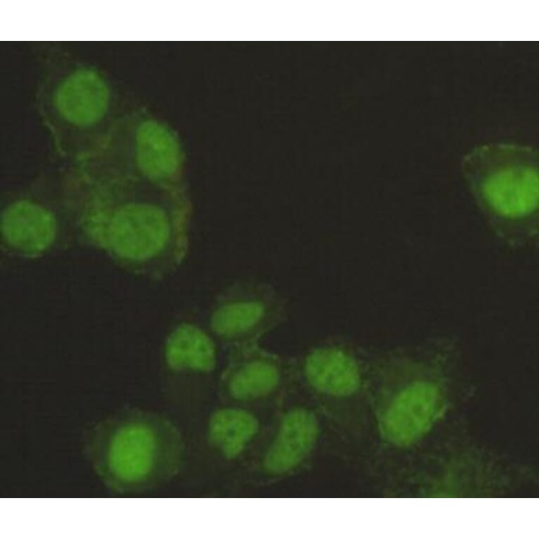 Anti-SAFB-1 Antibody from Bioworld Technology (MB0113) - Antibodies.com