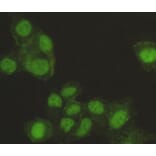 Anti-SAFB-1 Antibody from Bioworld Technology (MB0113) - Antibodies.com