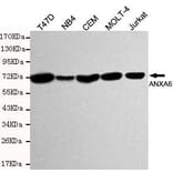 Anti-Annexin 6 Antibody from Bioworld Technology (MB0115) - Antibodies.com