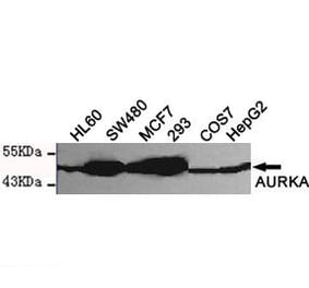 Anti-AURKA (N-terminus) Antibody from Bioworld Technology (MB0116) - Antibodies.com