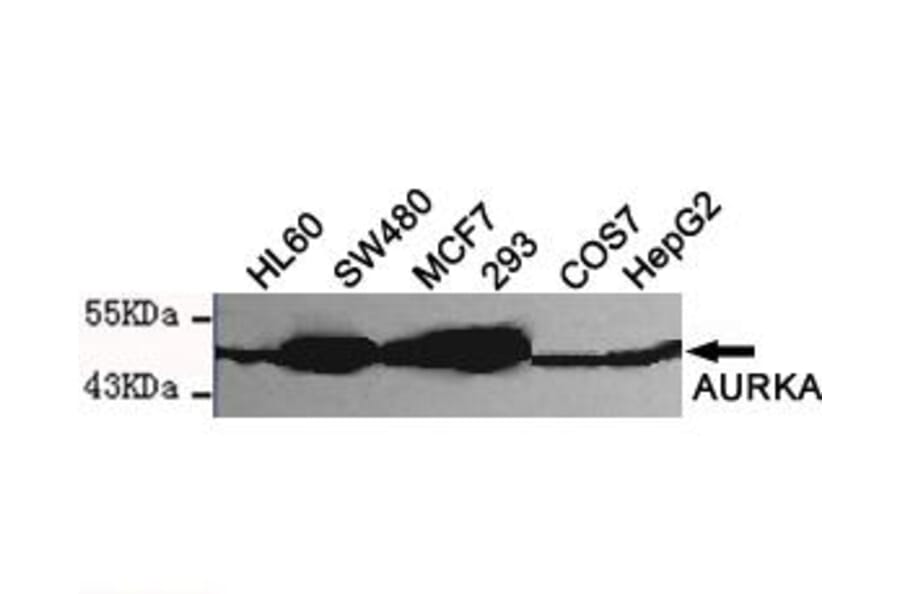 Anti-AURKA (N-terminus) Antibody from Bioworld Technology (MB0116) - Antibodies.com