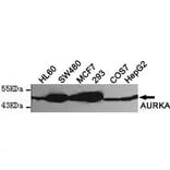 Anti-AURKA (N-terminus) Antibody from Bioworld Technology (MB0116) - Antibodies.com