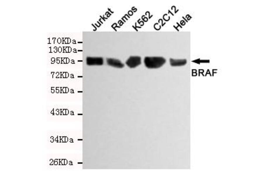 Anti-Raf-B Antibody from Bioworld Technology (MB0117) - Antibodies.com