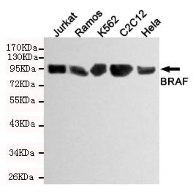 Anti-Raf-B Antibody from Bioworld Technology (MB0117) - Antibodies.com