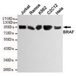 Anti-Raf-B Antibody from Bioworld Technology (MB0117) - Antibodies.com
