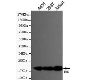Anti-BID Antibody from Bioworld Technology (MB0118) - Antibodies.com