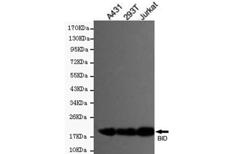 Anti-BID Antibody from Bioworld Technology (MB0118) - Antibodies.com