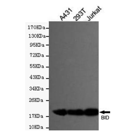Anti-BID Antibody from Bioworld Technology (MB0118) - Antibodies.com