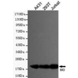 Anti-BID Antibody from Bioworld Technology (MB0118) - Antibodies.com