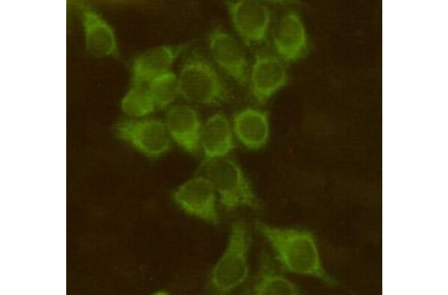 Anti-BID Antibody from Bioworld Technology (MB0118) - Antibodies.com