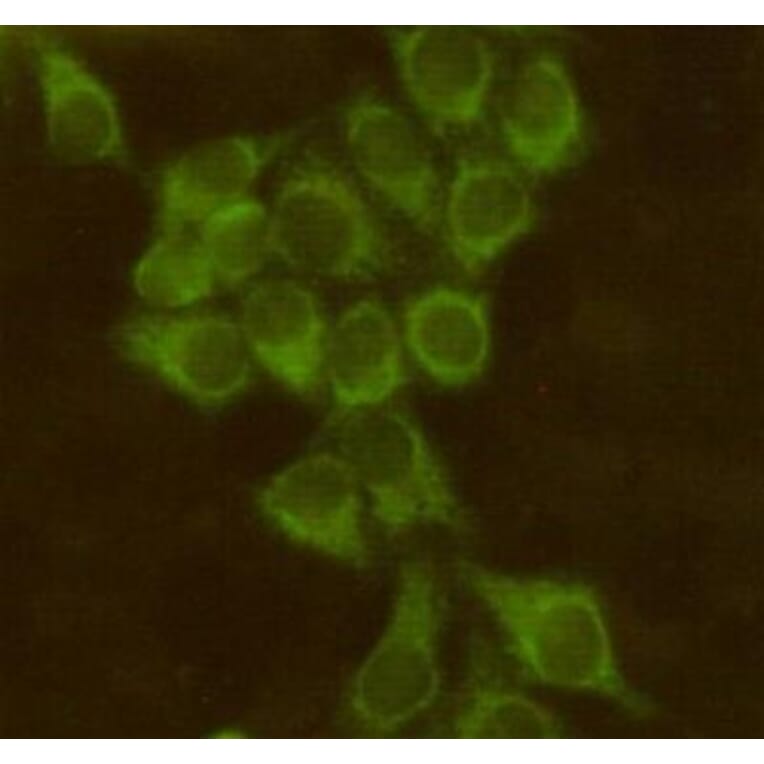 Anti-BID Antibody from Bioworld Technology (MB0118) - Antibodies.com