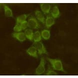 Anti-BID Antibody from Bioworld Technology (MB0118) - Antibodies.com