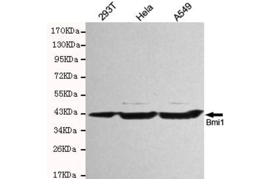 Anti-BMI1 Antibody from Bioworld Technology (MB0119) - Antibodies.com