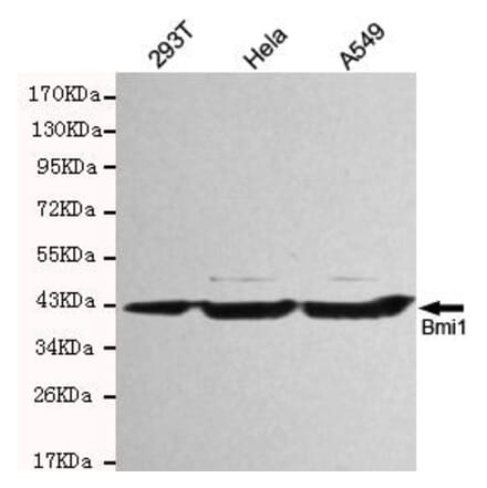 Anti-BMI1 Antibody from Bioworld Technology (MB0119) - Antibodies.com