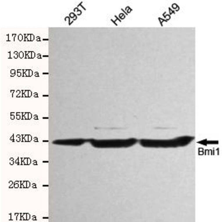 Anti-BMI1 Antibody from Bioworld Technology (MB0119) - Antibodies.com