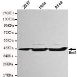 Anti-BMI1 Antibody from Bioworld Technology (MB0119) - Antibodies.com