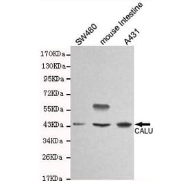 Anti-Calumenin (C-terminus) Antibody from Bioworld Technology (MB0120) - Antibodies.com